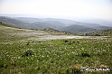 VBS_2542 - Fioritura Narcisi Castelnuovo Nigra 2022 e campi di papaveri rossi